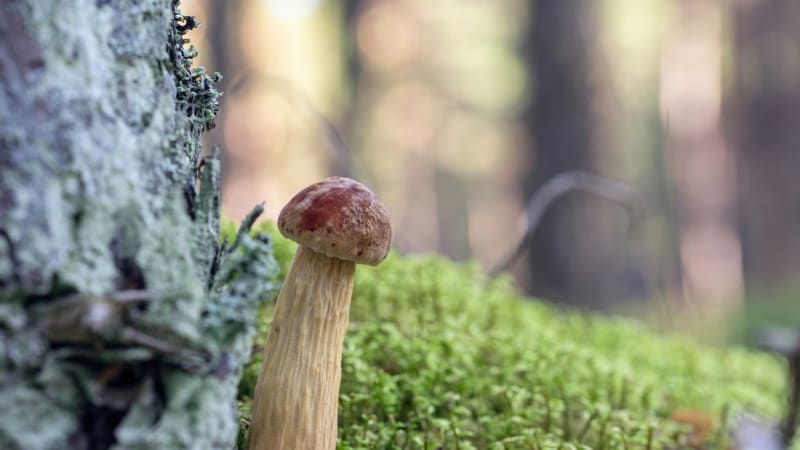 Jedlý vetřelec proniká do Česka. Invazivní hřib s dlouhou nohou může vytlačit původní druhy