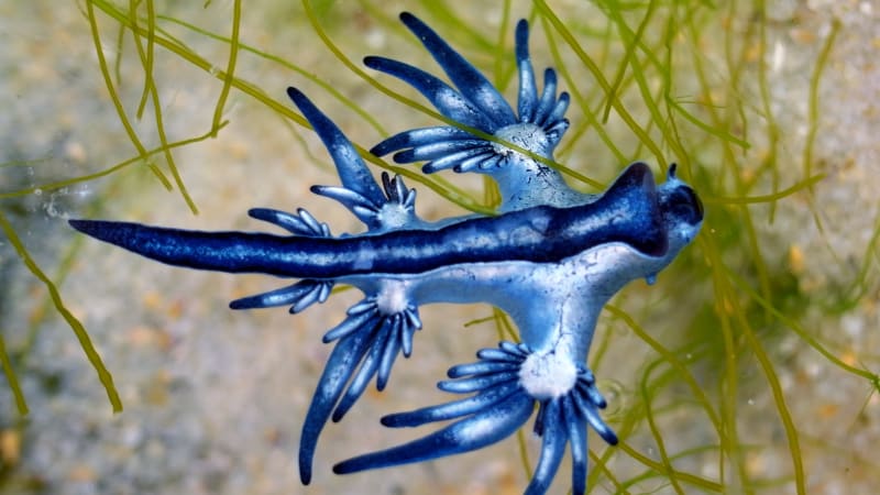Výskyt „modrého draka“ uzavřel pláže ve Španělsku. Smrtelně jedovatý plž může usmrtit i člověka