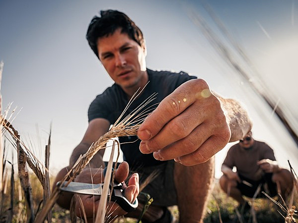 Olomoučtí vědci testují geneticky upravený ječmen. Má být odolnější a výnosnější