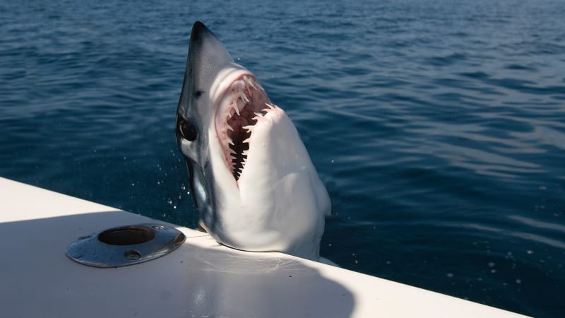 Drama v Chorvatsku: Žralok ukradl rybáři úlovek, pak zaútočil na loď. Jako z hororu, popsal