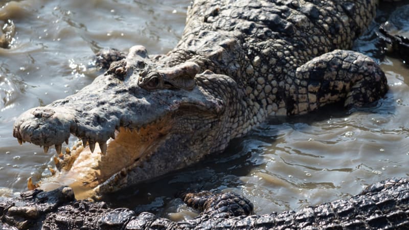Tragický konec pátrání po 12letém chlapci: Zabil ho aligátor, tvrdí americká policie