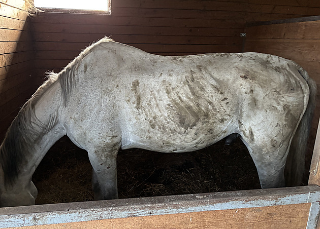Stojí v hnoji, nemají seno ani vodu, okusují bodláky. Živořící koně řeší veterináři