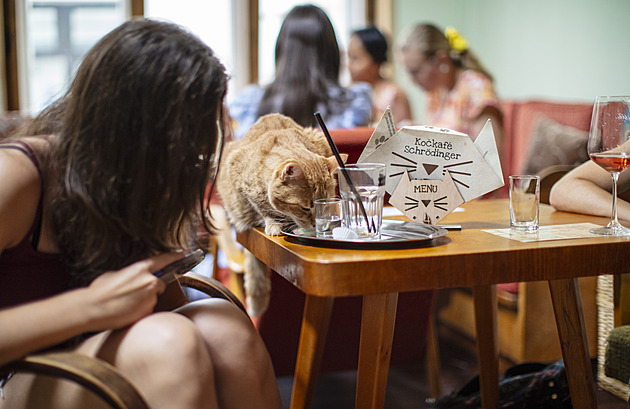 Když není na rande o čem mluvit, obstarají to kočky, říká majitel kočičí kavárny