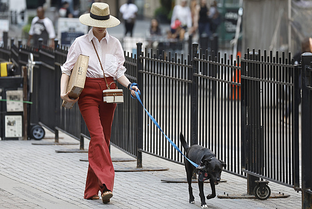 Pes jako módní doplněk? Trend sezony má čtyři nohy a ladí s majitelkou