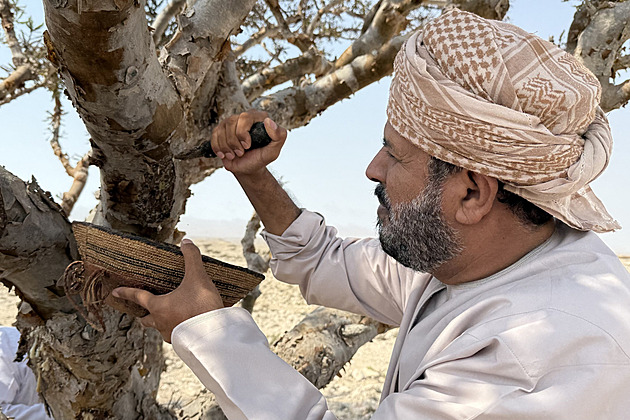 V Ománu sklízejí „bílé zlato“. Voňavá míza kadidlovníků je nejcennějším zdrojem země