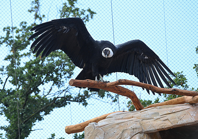 Tváří v tvář kondorům jako v Andách. Zoo představila novou stylovou voliéru