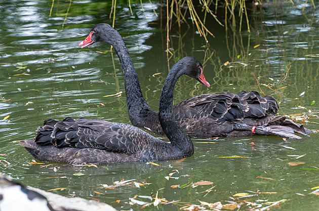 Josífek a Tonička v Podzámecké zahradě. Černé labutě jsou zpět v Kroměříži