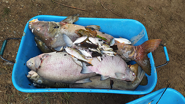 Voda v Jáchymovském potoce je znečištěná. Neznámá látka zabila ryby