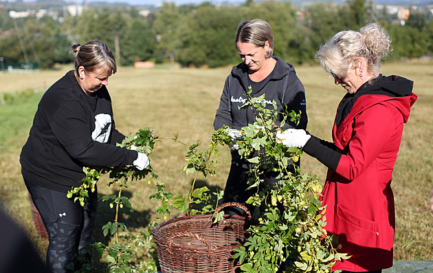 Chmelu se daří i na Vysočině. Bernard ze své chmelnice opět uvaří speciál