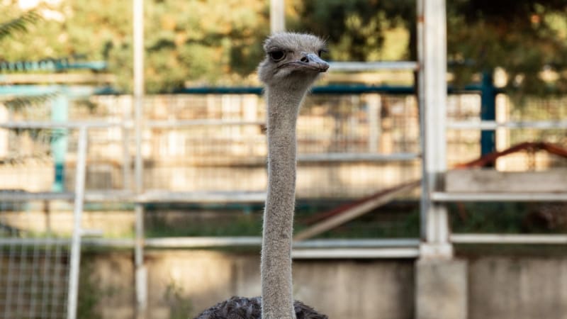 Po Ostravě pobíhal pštros. Jedete domů a naráz pták, to se může stát jen tady, vtipkoval řidič