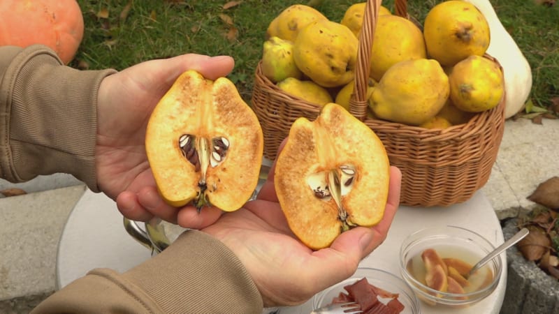 Zapomenutý klenot českých sadů: Kdoule zrají jako poslední, přináší ale skvělou chuť a vitamíny