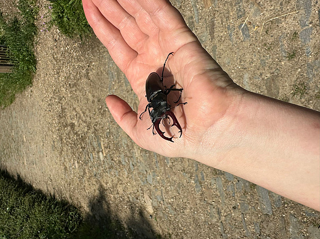 Pražský hrad jako unikátní divočina, vědci našli v zahradách i dosud neznámý druh