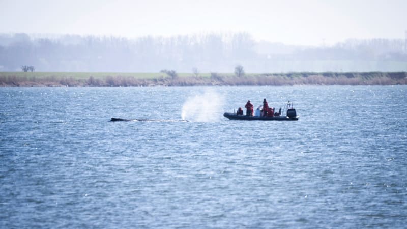Zvrat v případu uvízlé velryby: Záchranu už odborníci vzdali. Čeká se jen na smutný konec