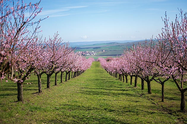 Moderní moravský venkov: Když se spojí špičkové víno, zemědělská farma a zážitky
