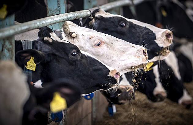 Mléko za 10 korun. Čína ho neodebírá, ceny padají pod náklady, zoufají farmáři