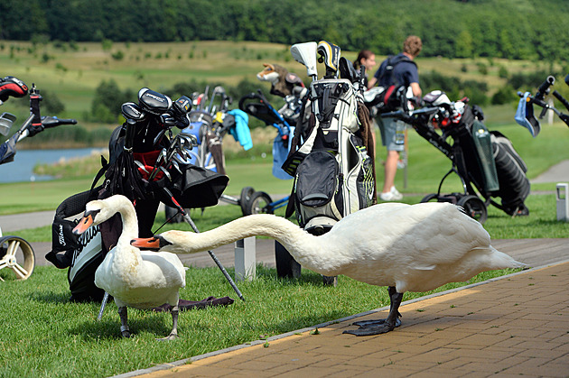 Pavián tu svačil sušenky a důchodce si splnil sen. Golf resort Kaskáda slaví dvacet let