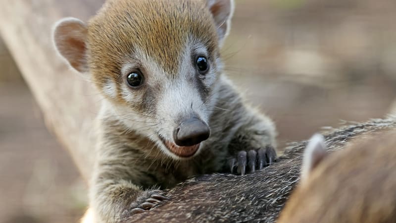 Radost v plzeňské zoo: Narodila se trojčata nosálů bělohubých, čeká na ně zbrusu nový výběh