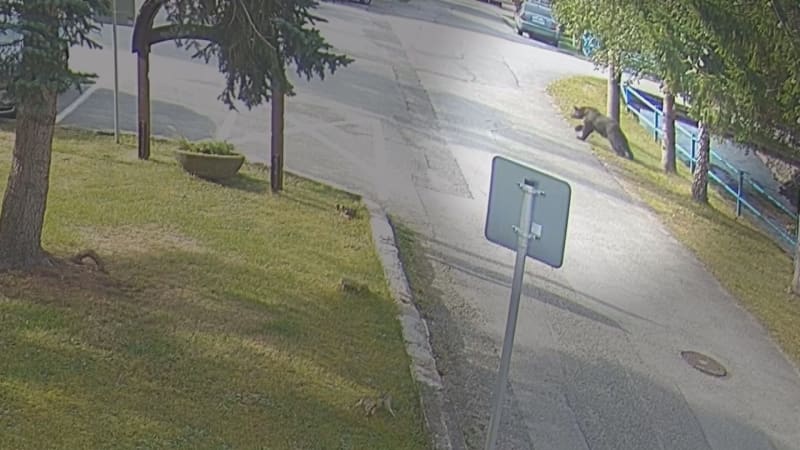 Drama na náměstí v Blatnici: Po seniorce vyjel medvěd. K dalšímu útoku došlo jen o kousek dál