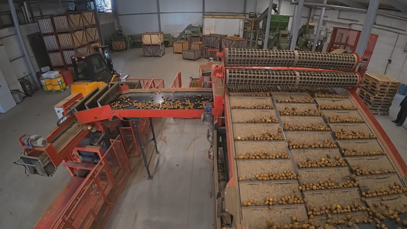Revoluce ve třídění brambor na Vysočině: Robot vybavený AI nahradí osm pracovníků