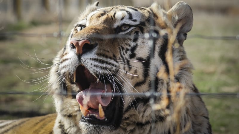 Tygr roztrhal muže v britské zoo. Krvelačný útok šelmy zachytilo video