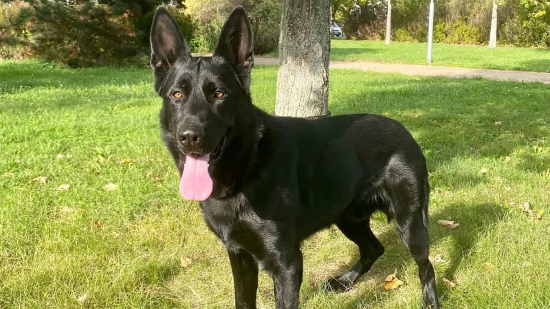Policejní pes Deryk se stal hrdinou pátrání u Šumperka. Našel ztraceného seniora v lese