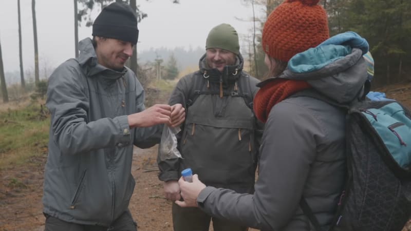 O vlčí hlídky je obrovský zájem: V Česku se to nyní hemží mláďaty, co říkají fotopasti?