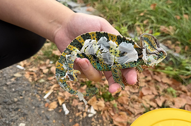 V Pardubicích se někdo bezcitně zbavil tří chameleonů, jeden pobyt venku nepřežil
